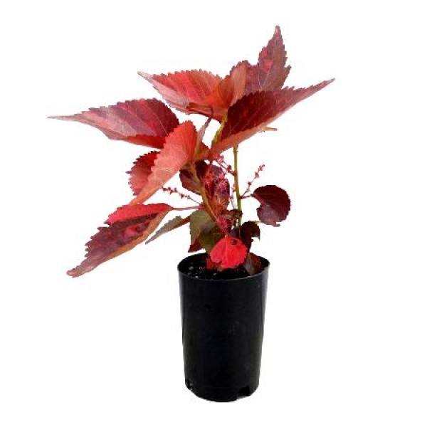 Acalypha Red Plant
